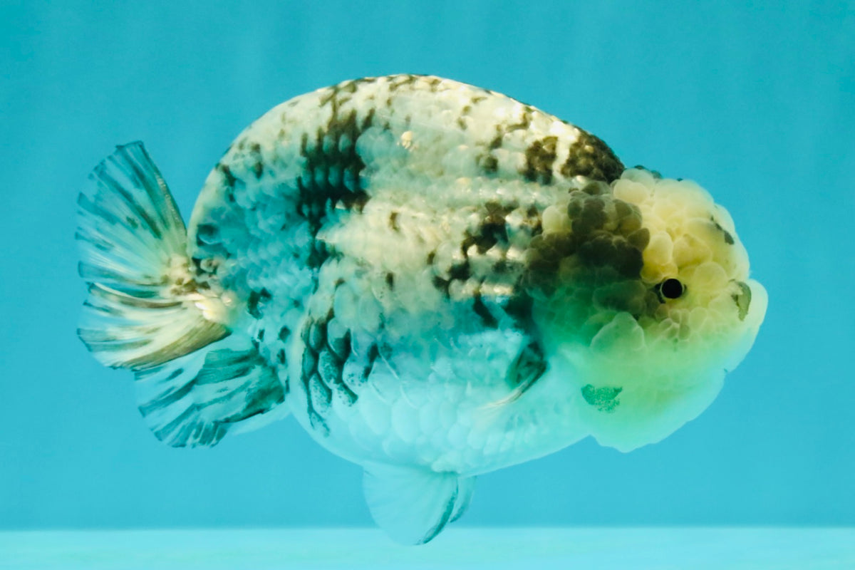 White Tiger Ranchu Female 5-5.5 inches #102326RC_04