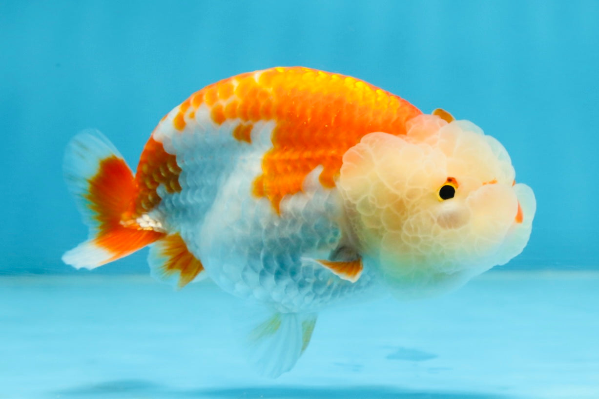 ADORABLE AAA Grade Red White LionQueen 4 inches #102425LC_16