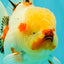 CHUNKY AAA Grade Sakaru Oranda Male 6 inches #092526OR_03