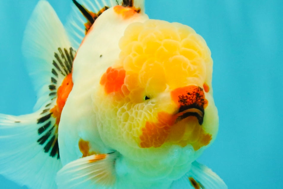 CHUNKY AAA Grade Sakaru Oranda Male 6 inches #092526OR_03
