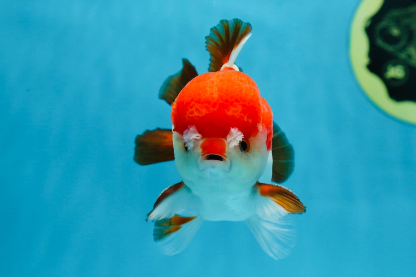 A Grade Pompom Tricolor Yuanbao Male 4 inches #071125YB_17