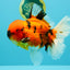 AAA Grade Jumbo Tiger Oranda Male 7.5 inches #031326OR_01