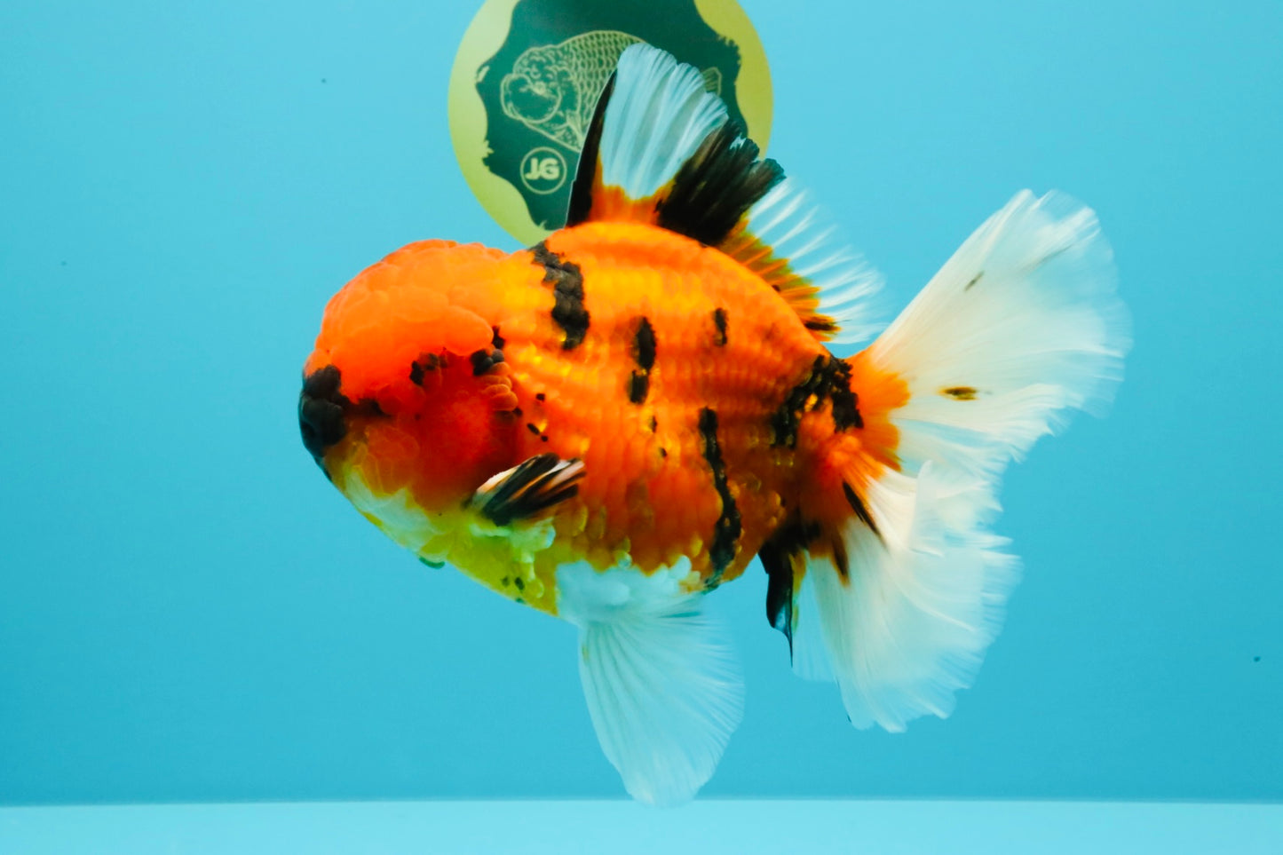 AAA Grade Jumbo Tiger Oranda Male 7.5 inches #031326OR_01