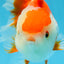 A Grade SUPER CUTE Red White Oranda Female 6 inches #082925OR_10