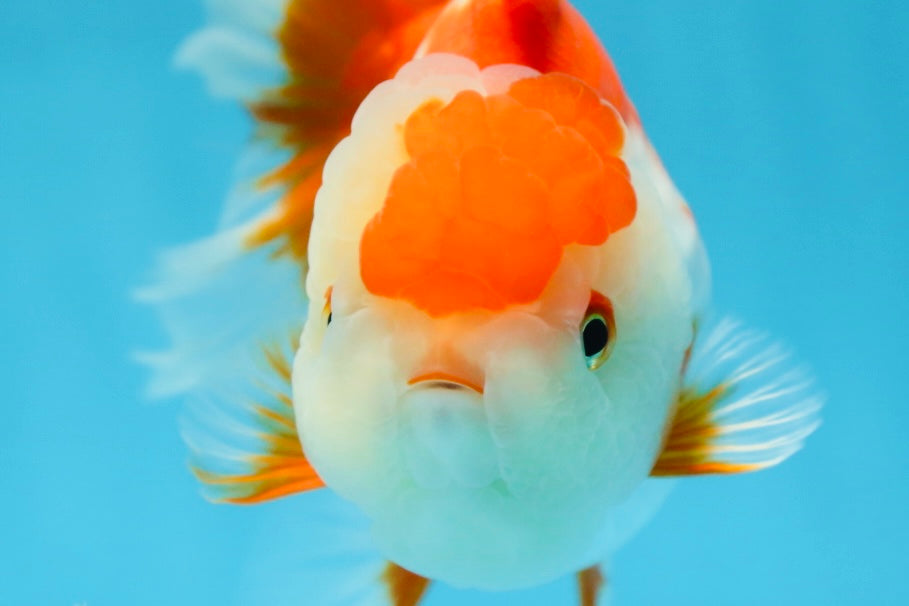 A Grade SUPER CUTE Red White Oranda Female 6 inches #082925OR_10