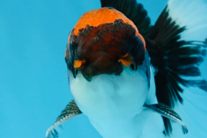 A Grade Color Pop Tricolor Oranda Male 4.5 inches #020725OR_25