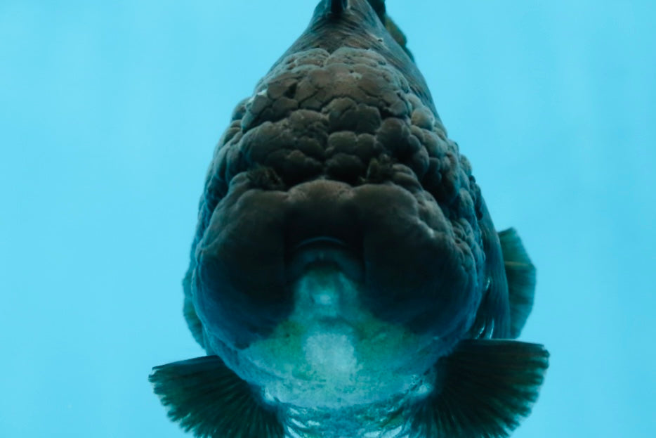 AAA Grade Godzilla Black Yuanbao Female 5 inches #101025YB_22