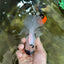 Panda Button Eyes Oranda Male 5 inches #091225OR_21