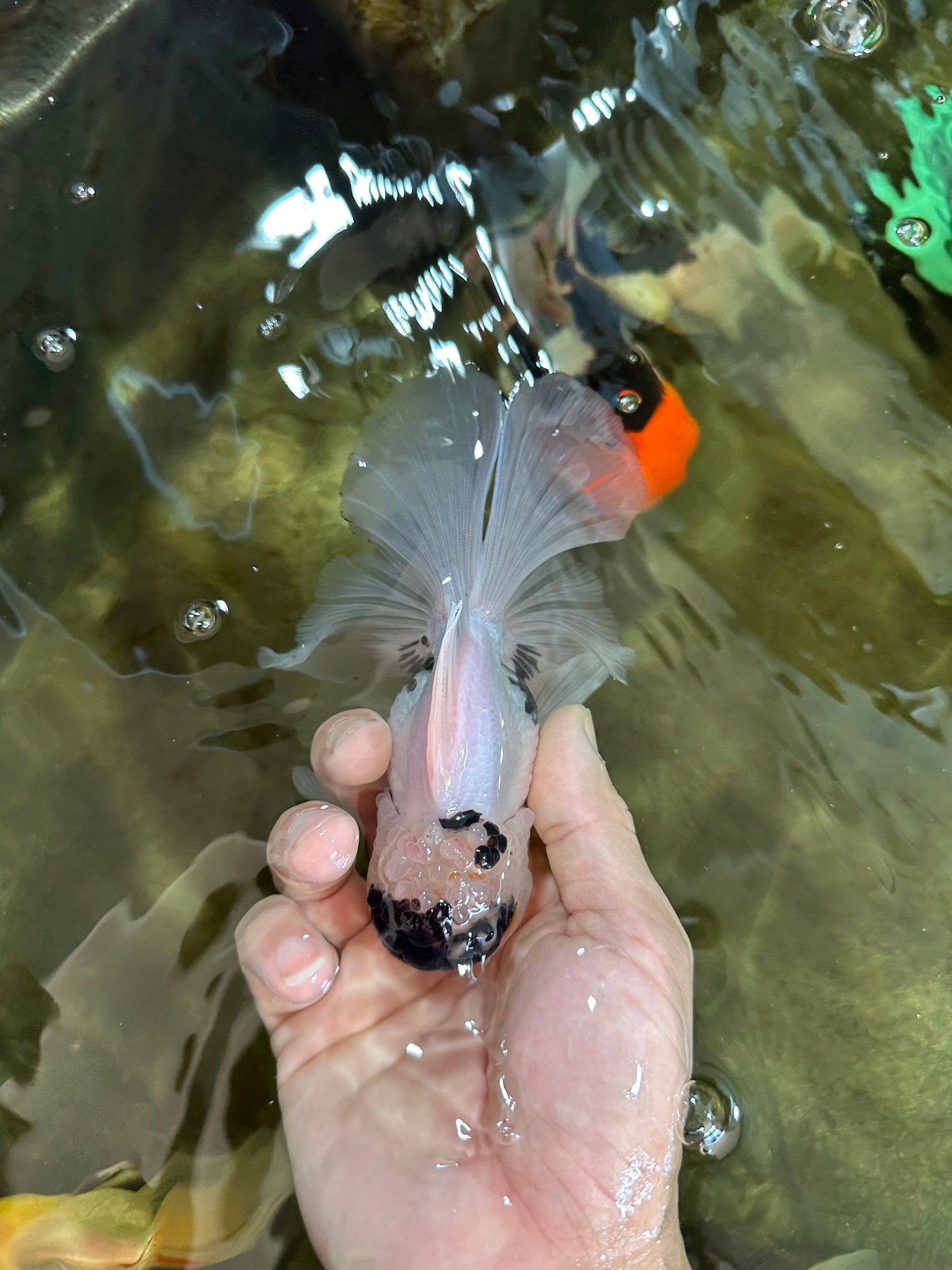 Panda Button Eyes Oranda Male 5 inches #091225OR_21