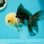 AAA Grade Lemonhead Panda Button Eyes Oranda Male 5.5-6 inches #1011OR_02