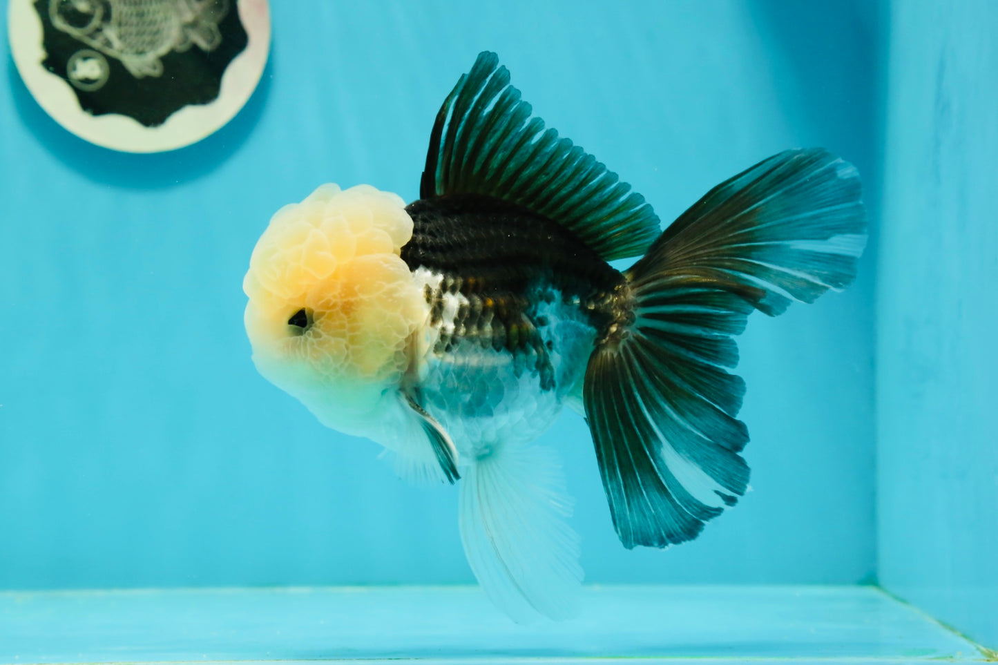 AAA Grade Lemonhead Panda Button Eyes Oranda Male 5.5-6 inches #1011OR_02