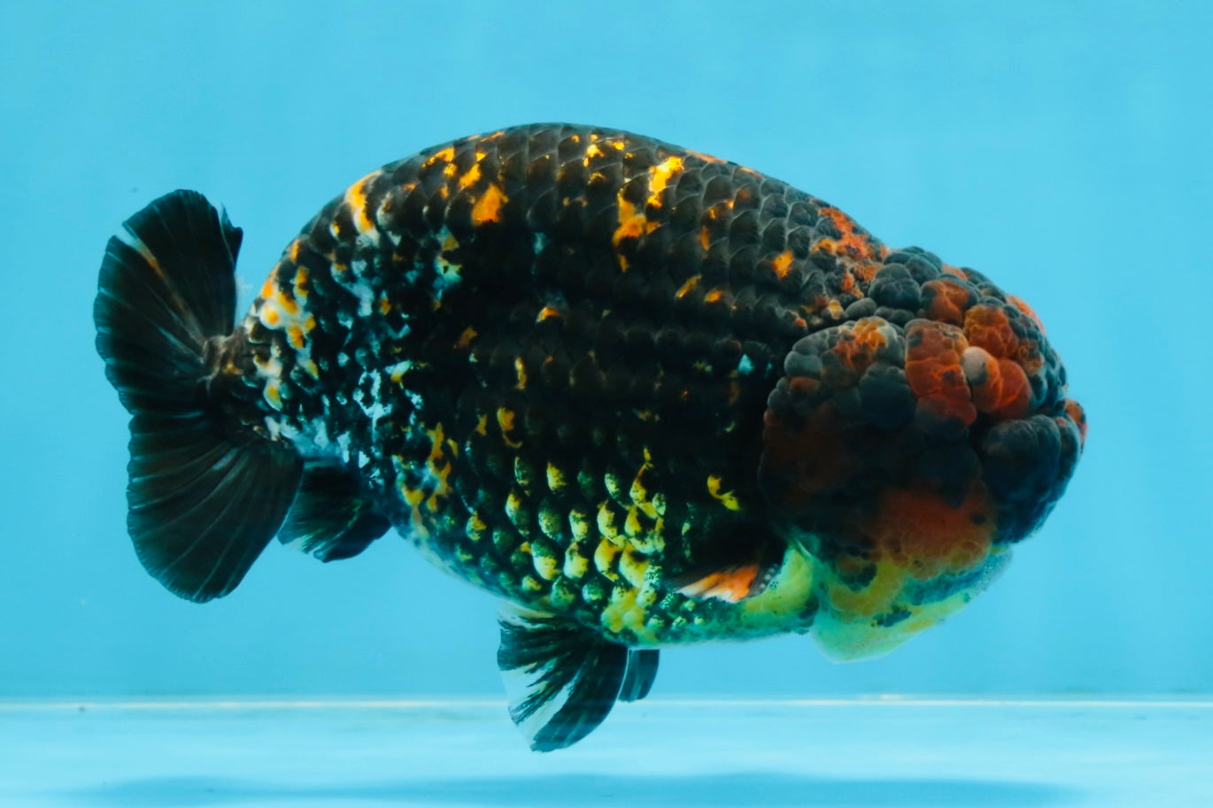 A Grade Tricolor Tiger LionKing 5.5 inches #103125LC_11