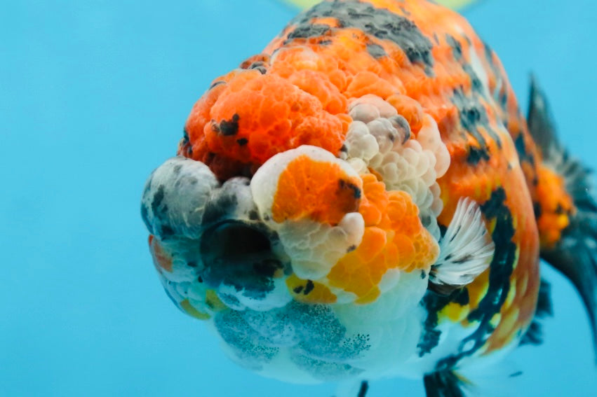 RARE AAA Grade Special Tricolor Tiger LionQueen 5.5 inches #082225LC_01