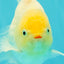A Grade Strong Body Structure White Oranda Male 5.5-6 inches #062626OR_24