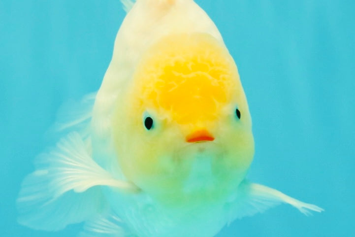 A Grade Strong Body Structure White Oranda Male 5.5-6 inches #062626OR_24
