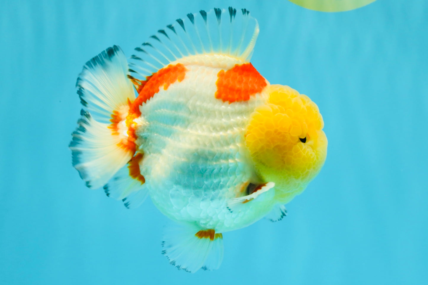 CHUBBY AAA Grade Godzilla Red White Lipstick Yuanbao Male 5-5.5 inches #022726YB_04