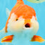 SUPER WEN A Grade Red White Oranda Female 7.5 inches #040326OR_23