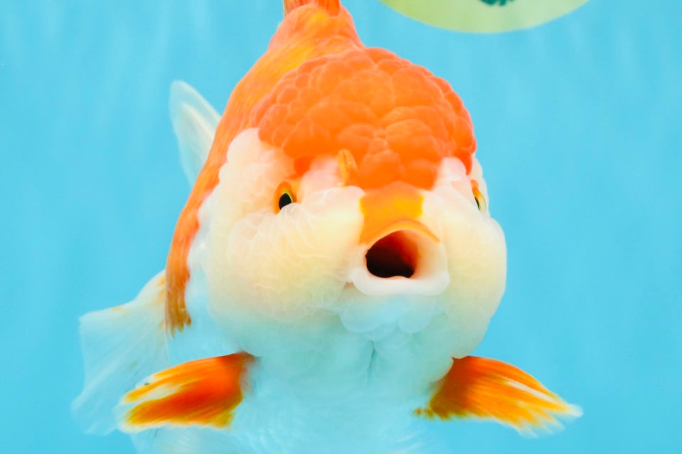 SUPER WEN A Grade Red White Oranda Female 7.5 inches #040326OR_23