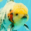AAA Grade Marble Oranda Male 6.5-7 inches #070626OR_09