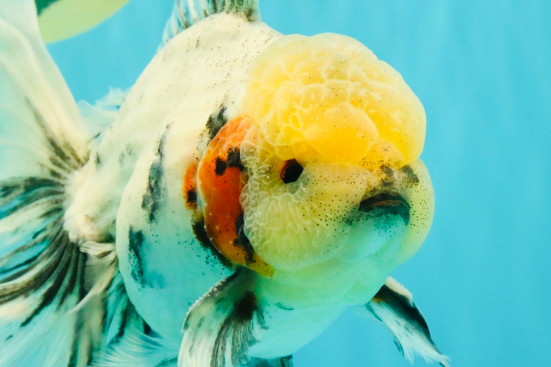 AAA Grade Marble Oranda Male 6.5-7 inches #070626OR_09
