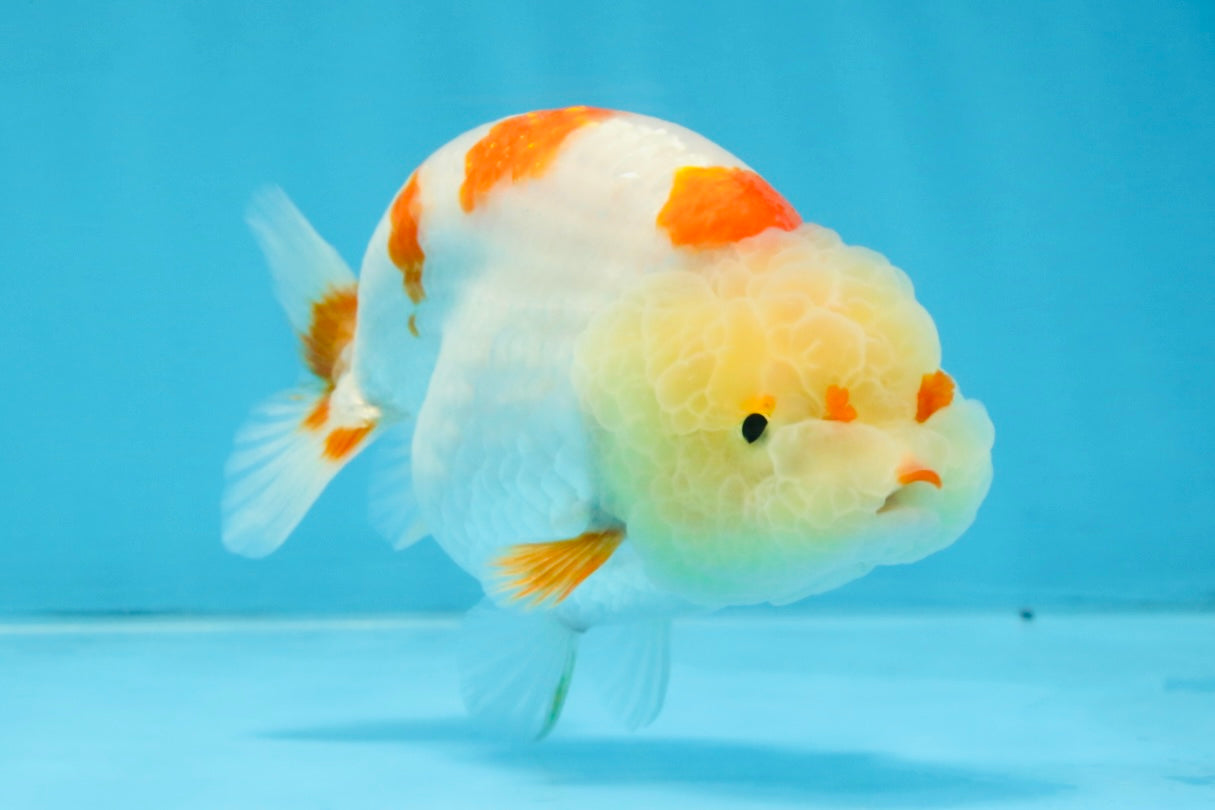 AAA Grade Pompom Kohaku LionQueen 4-4.5 inches #103125LC_19