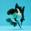 Panda Oranda Female 3.5 inches #1004OR_24