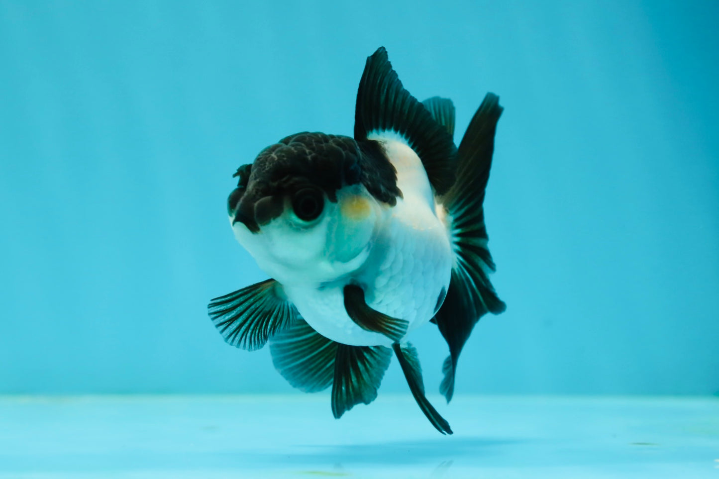 Panda Oranda Female 3.5 inches #1004OR_24