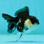 White Cheeks Panda Oranda Female 3-3.5 inches #1011OR_29