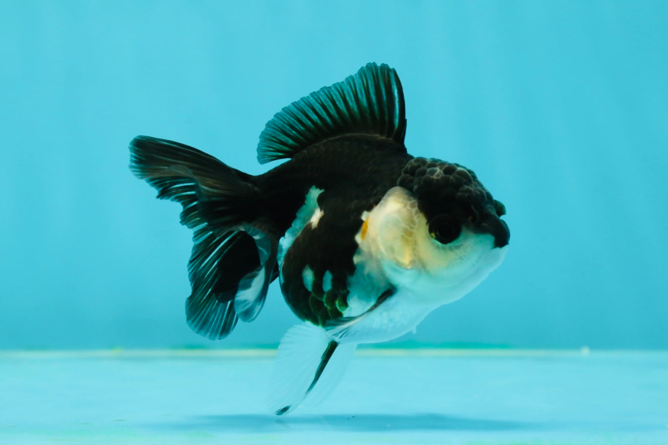 White Cheeks Panda Oranda Female 3-3.5 inches #1011OR_29