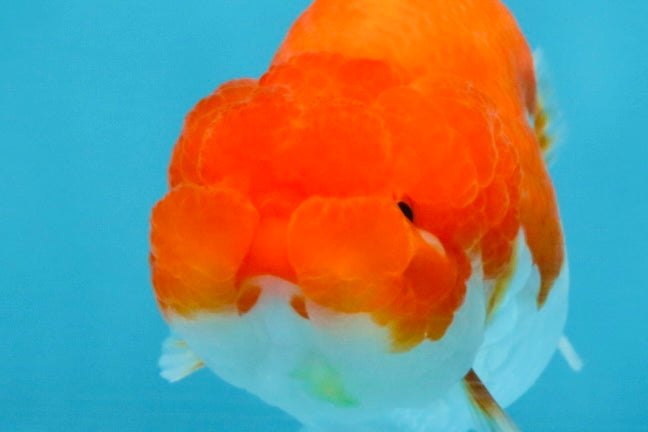 AAA Grade Red White LionQueen 4 inches #103125LC_27