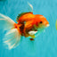 A Grade Red White Oranda Male 6-6.5 inches #100926OR_25