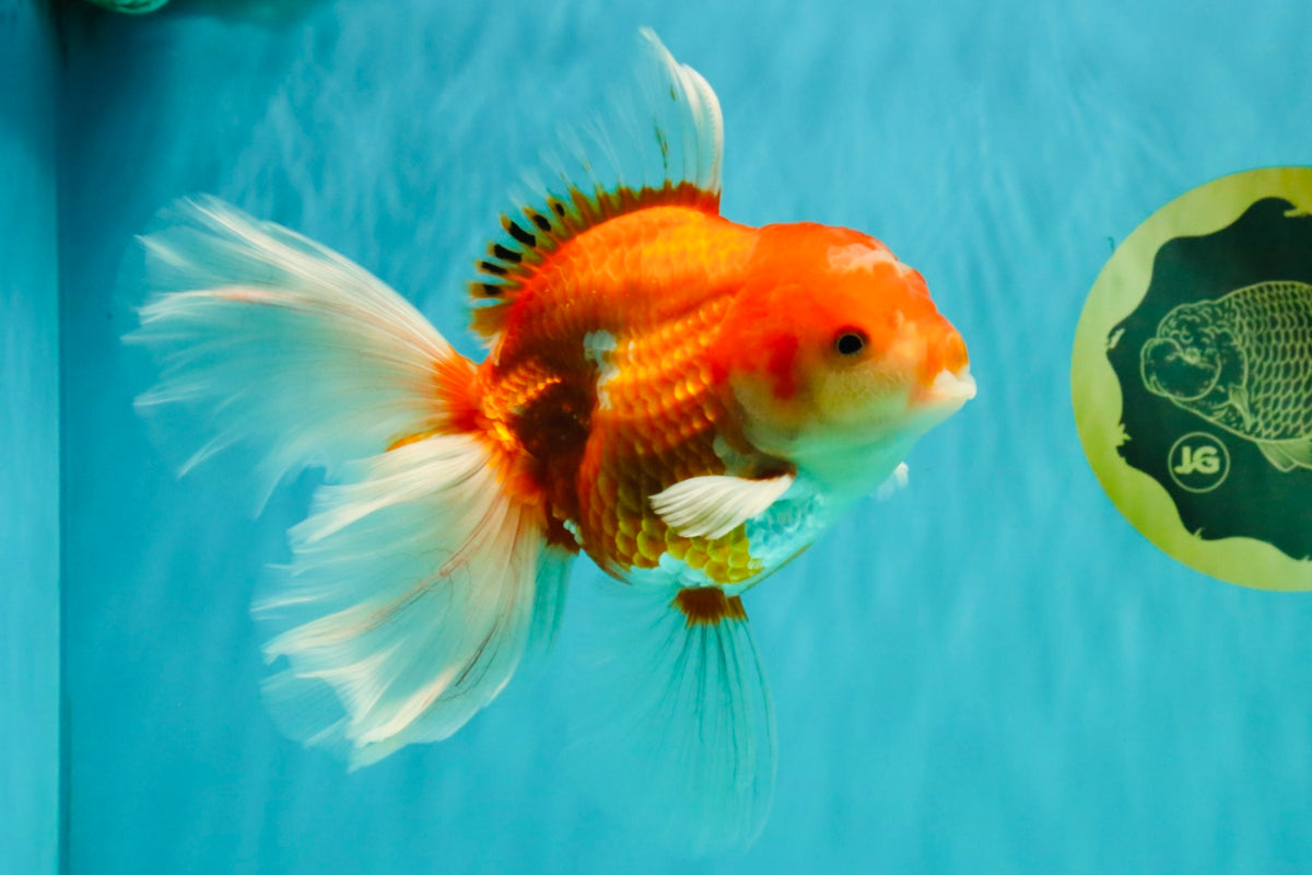 A Grade Red White Oranda Male 6-6.5 inches #100926OR_25