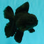 TOOTHLESS A Grade Black Oranda Female 5.5-6 inches #101626OR_15