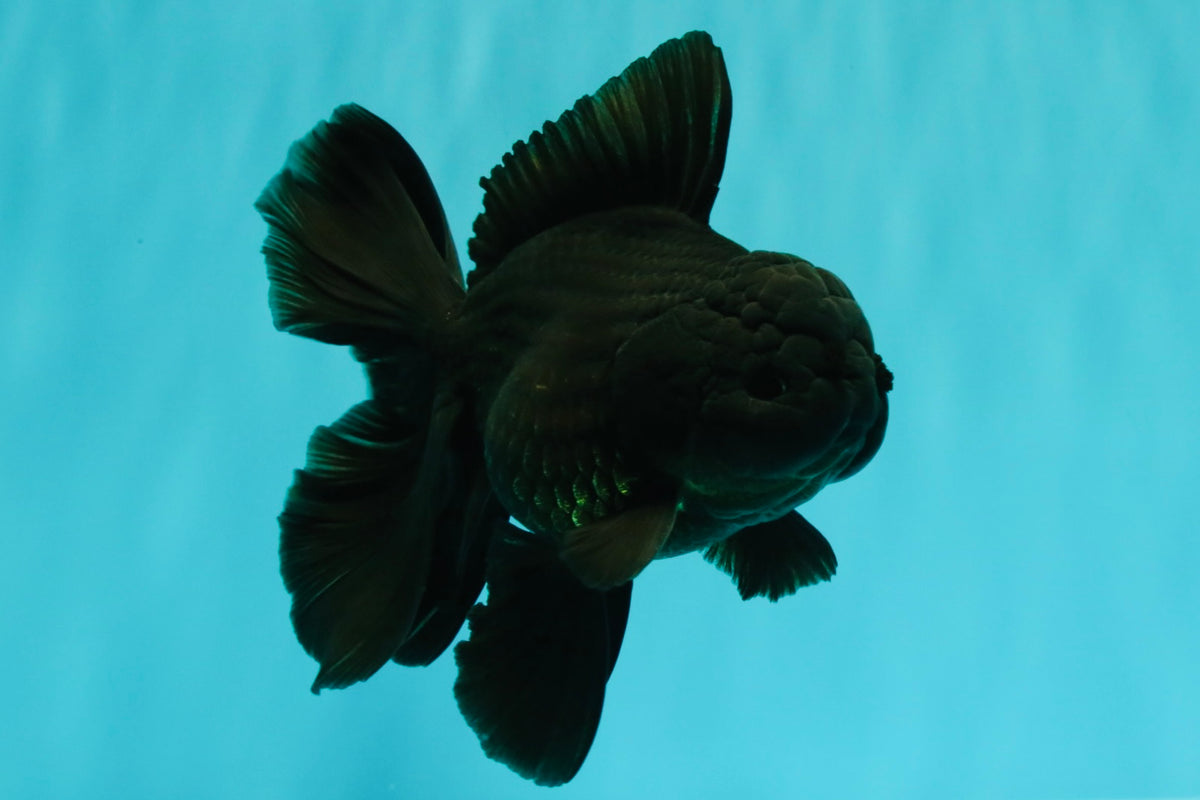 TOOTHLESS A Grade Black Oranda Female 5.5-6 inches #101626OR_15