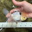 A Grade Lemonhead Tricolor Oranda Male 5 inches #111524OR_26