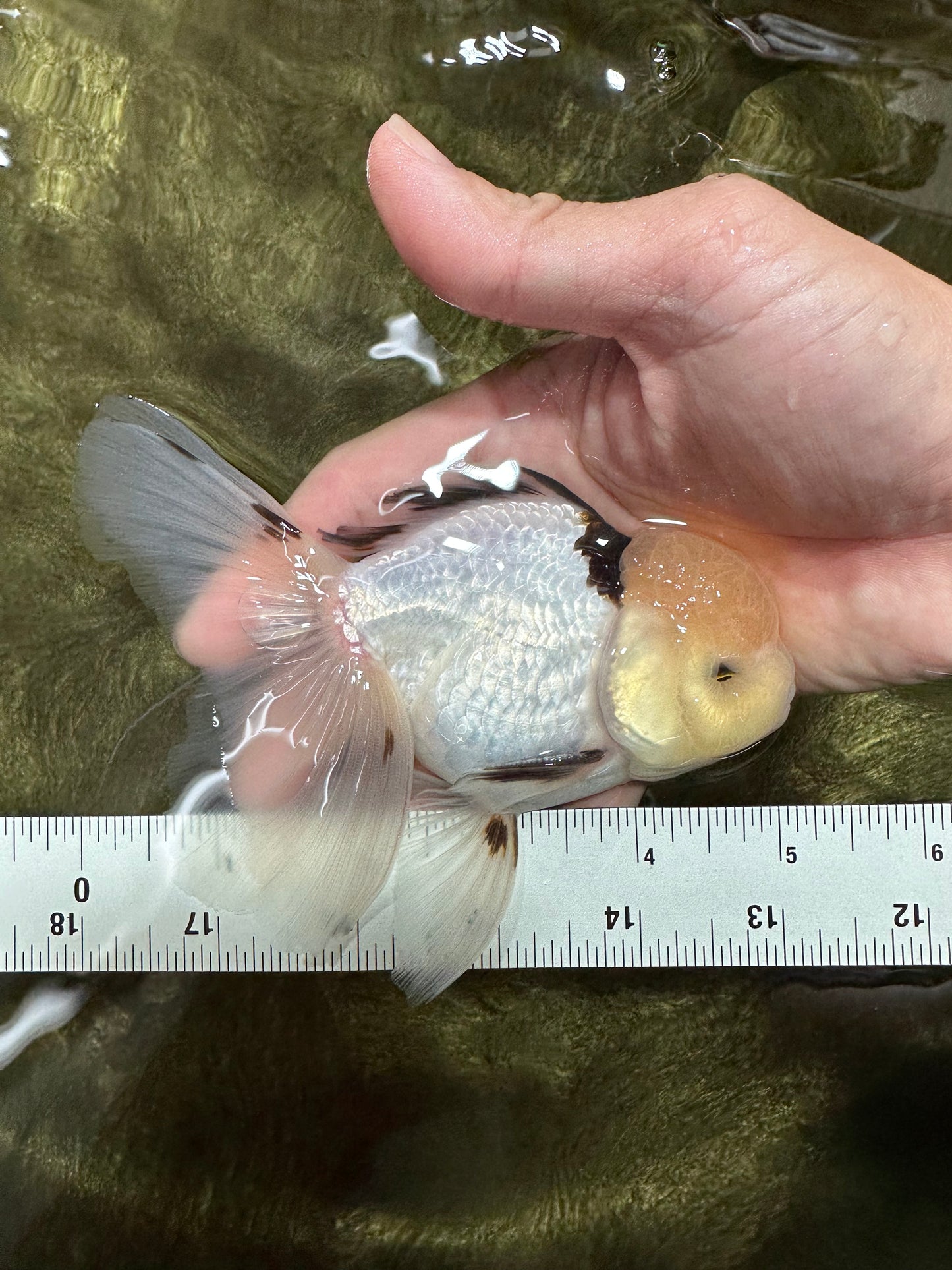 A Grade Lemonhead Tricolor Oranda Male 5 inches #111524OR_26