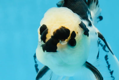 A Grade Panda Button Eyes Oranda Male 5-5.5 inches #091925OR_06