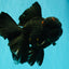 GODZILLA AAA Grade Black Lava Oranda Male 6.5-7 inches #092526OR_02