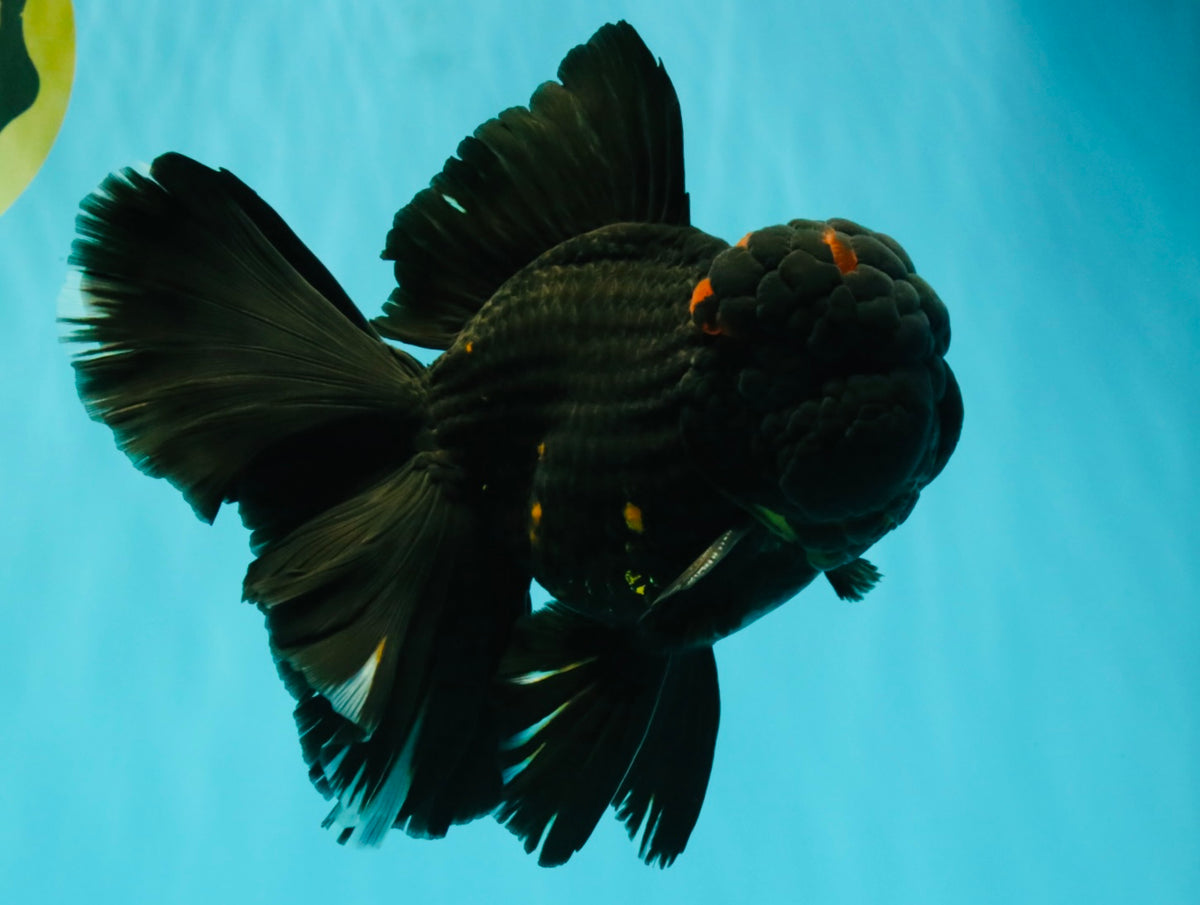 GODZILLA AAA Grade Black Lava Oranda Male 6.5-7 inches #092526OR_02