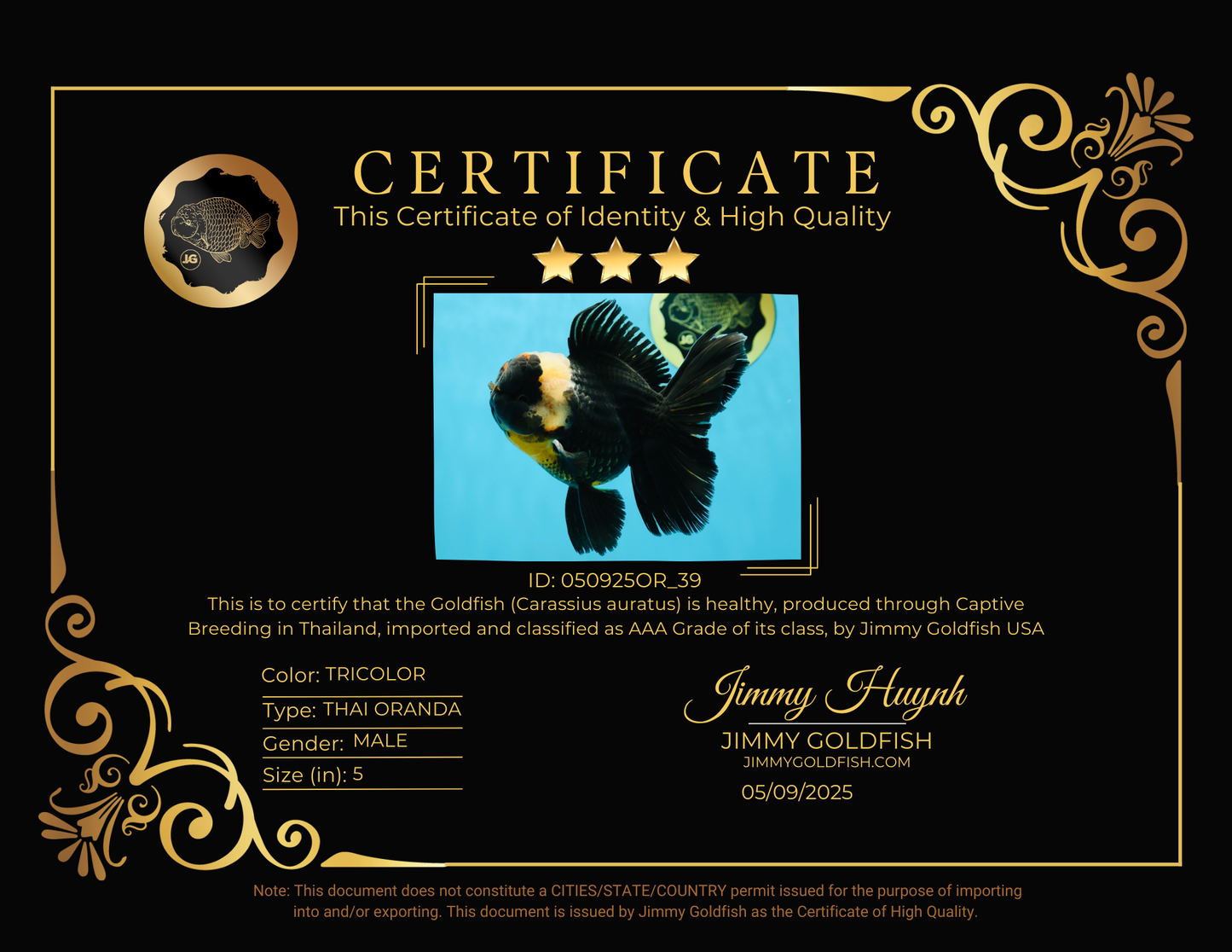 AAA Grade Tricolor Oranda Male 5 inches #050925OR_39