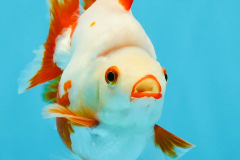 SUPER AAA Grade Red White Ryukin Female 4-4.5 inches #032726RK_26