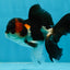 A Grade Tricolor Oranda Male 4.5 inches #050225OR_08