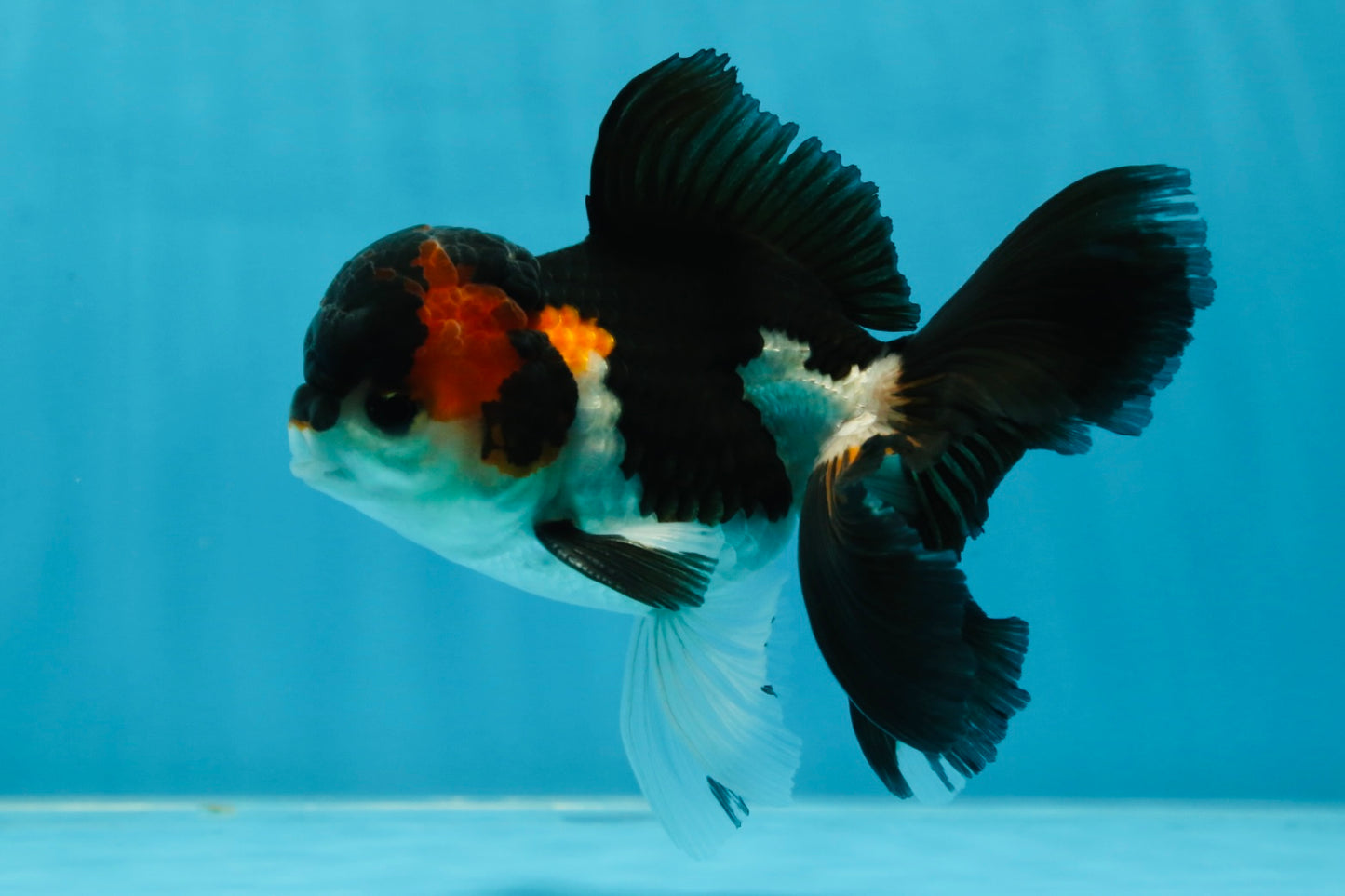 A Grade Tricolor Oranda Male 4.5 inches #050225OR_08