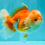 A Grade Red White Oranda Male 6 inches #081426OR_10