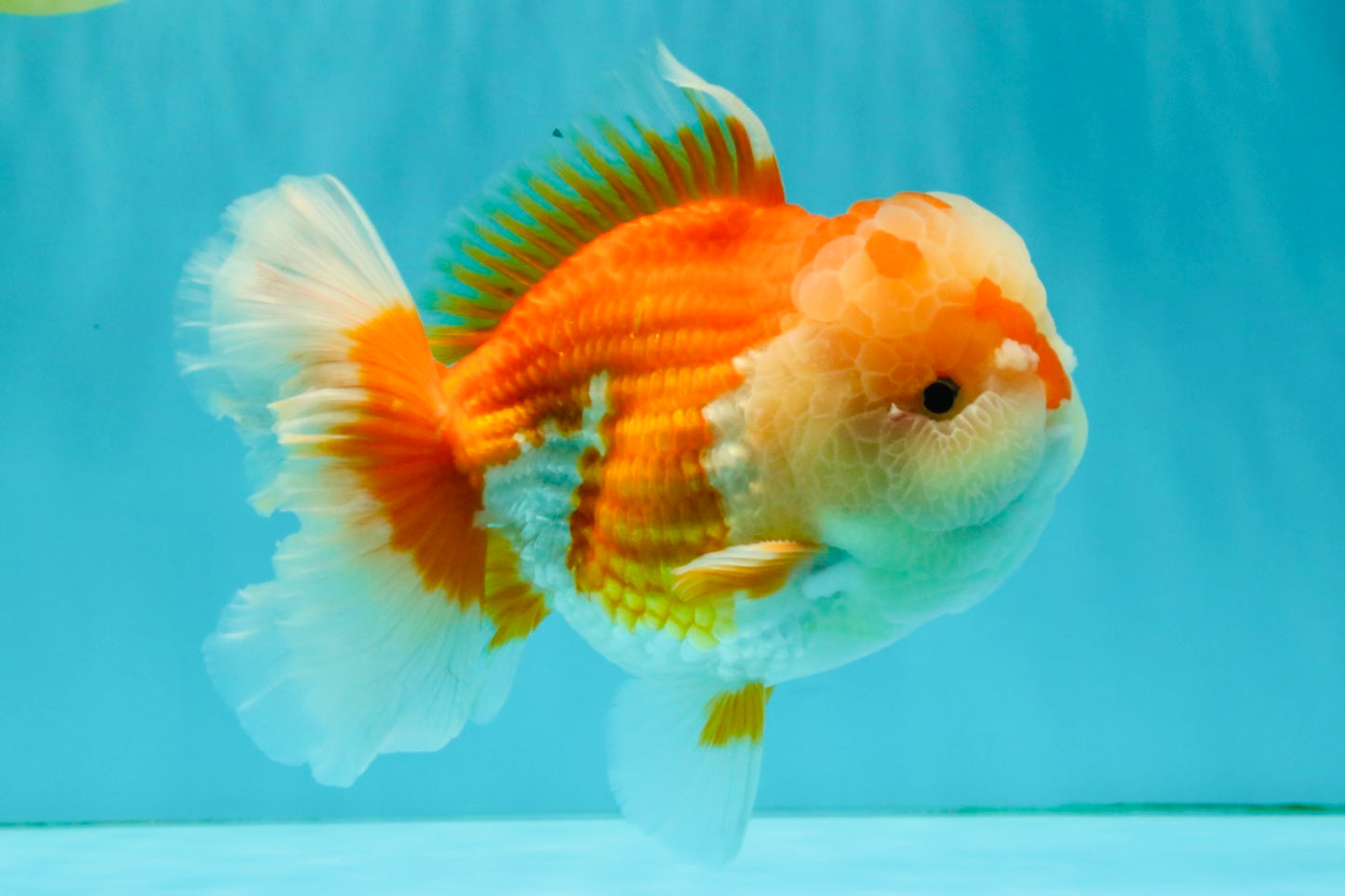 A Grade Red White Oranda Male 6 inches #081426OR_10