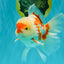AAA Grade Red White Oranda Male 5.5-6 inches #072426OR_10