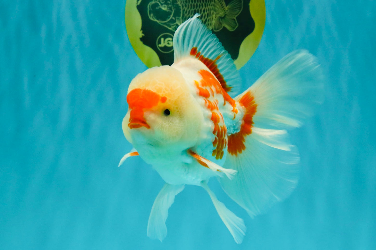 AAA Grade Red White Oranda Male 5.5-6 inches #072426OR_10