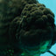 AAA Grade Super Godzilla Black Oranda Male 6.5-7 inches #061926OR_01