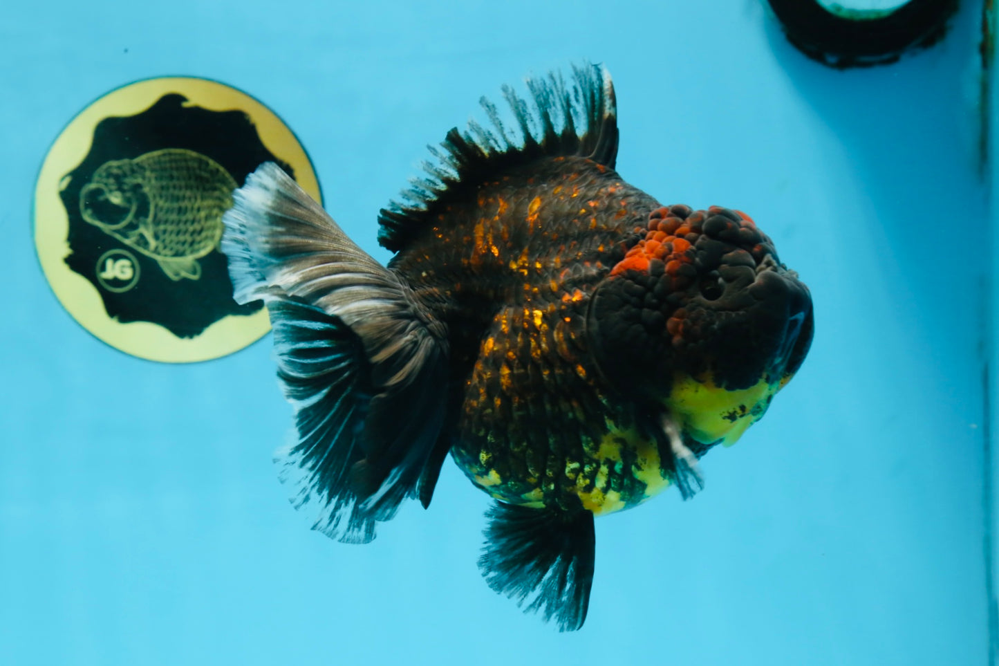 AAA Grade Tiger Yuanbao Female 5.5  inches #101025YB_28