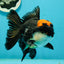 AAA Grade Tricolor Oranda Male 5.5 inches #112224OR_12